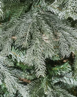 WeRChristmas Frosted Siberian Mixed Pine Christmas Tree, 6 Ft^ Budget Christmas Trees|Snow Flocked Christmas Trees