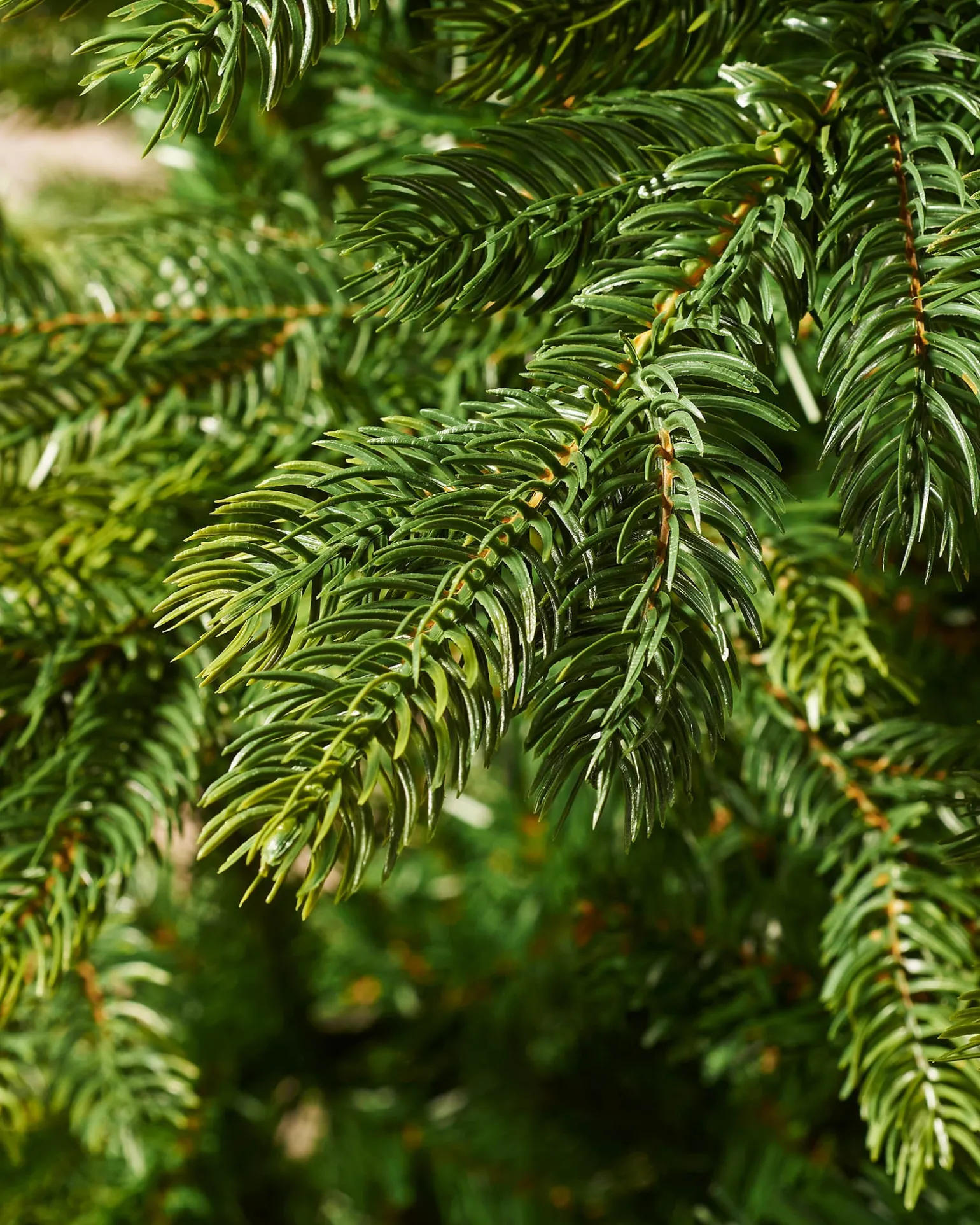 WeRChristmas Himalayan Fir Christmas Tree, 5 Ft^ Budget Christmas Trees|Unlit Christmas Trees