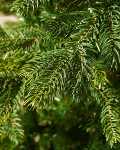 WeRChristmas Himalayan Fir Christmas Tree, 8 Ft^ Unlit Christmas Trees