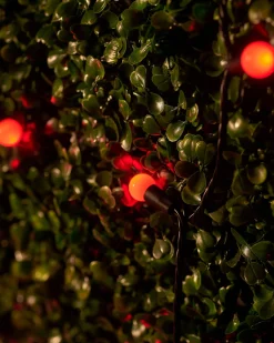 WeRChristmas LINK UP LED Berry Lights, Black Cable, Red^ Link Up|Fairy Lights