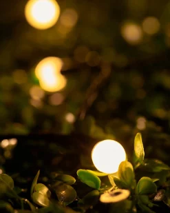 WeRChristmas LINK UP LED Berry Lights, Black Cable, Warm White^ Link Up|Fairy Lights