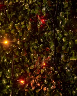 WeRChristmas LINK UP LED String Lights, Black Cable, Autumn Colour^ Link Up|Fairy Lights