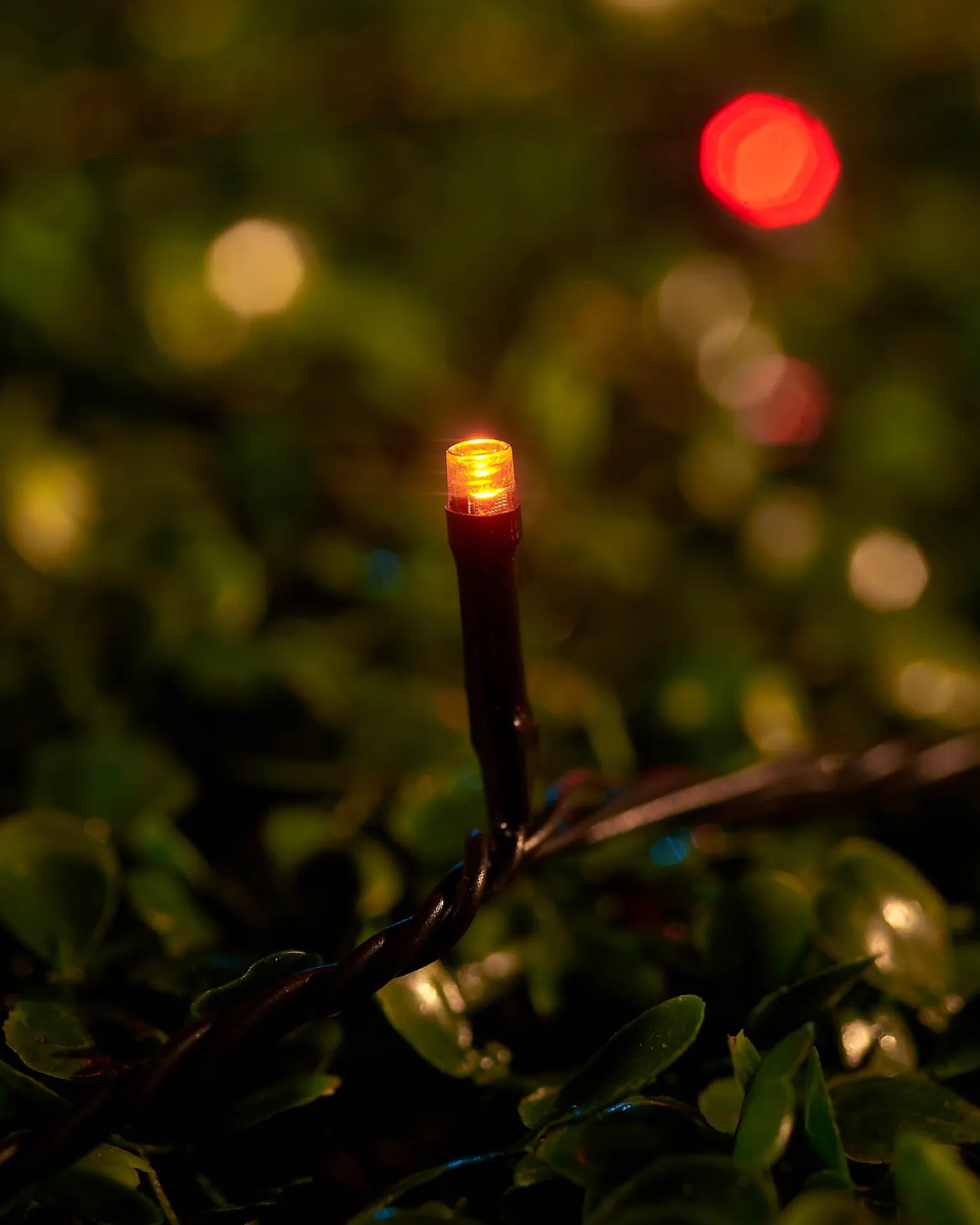 WeRChristmas LINK UP LED String Lights, Black Cable, Autumn Colour^ Link Up|Fairy Lights
