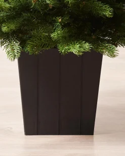 WeRChristmas Mixed Pine Traditional Potted Christmas Tree, 3 Ft^ Budget Christmas Trees|Potted Christmas Trees