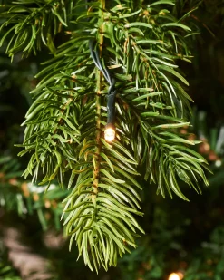 WeRChristmas Pre-Lit Balsam Fir Christmas Tree, 7 Ft^ Premium Christmas Trees|Pre Lit Christmas Trees