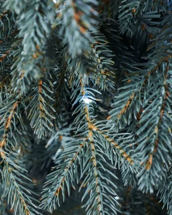 WeRChristmas Pre-Lit Mixed Pine Blue Christmas Tree, Dual LED White, 7 Ft^ Pre Lit Christmas Trees