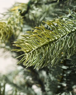WeRChristmas Pre-Lit Mixed Pine Dual Christmas Tree, 6 Ft^ Pre Lit Christmas Trees