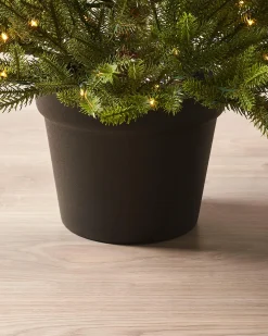 WeRChristmas Pre-Lit Potted Douglas Fir Christmas Tree, 3 Ft^ Budget Christmas Trees|Potted Christmas Trees
