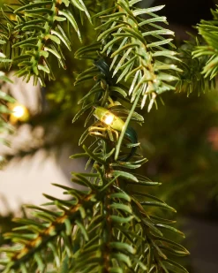 WeRChristmas Pre-Lit Potted Douglas Fir Christmas Tree, 3 Ft^ Budget Christmas Trees|Potted Christmas Trees
