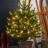 WeRChristmas Pre-Lit Potted Dwarf Fir Christmas Tree, 3 Ft^ Budget Christmas Trees|Potted Christmas Trees