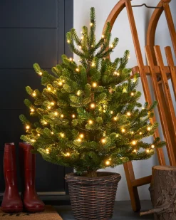 WeRChristmas Pre-Lit Potted Dwarf Fir Christmas Tree, 3 Ft^ Budget Christmas Trees|Potted Christmas Trees