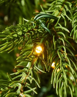 WeRChristmas Pre-Lit Windsor Fir Christmas Tree, Dual Multi Colour, 7 Ft^ Premium Christmas Trees|Pre Lit Christmas Trees