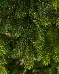 WeRChristmas Regent Pine Mixed Tip Christmas Tree, 7 Ft^ Premium Christmas Trees|Unlit Christmas Trees